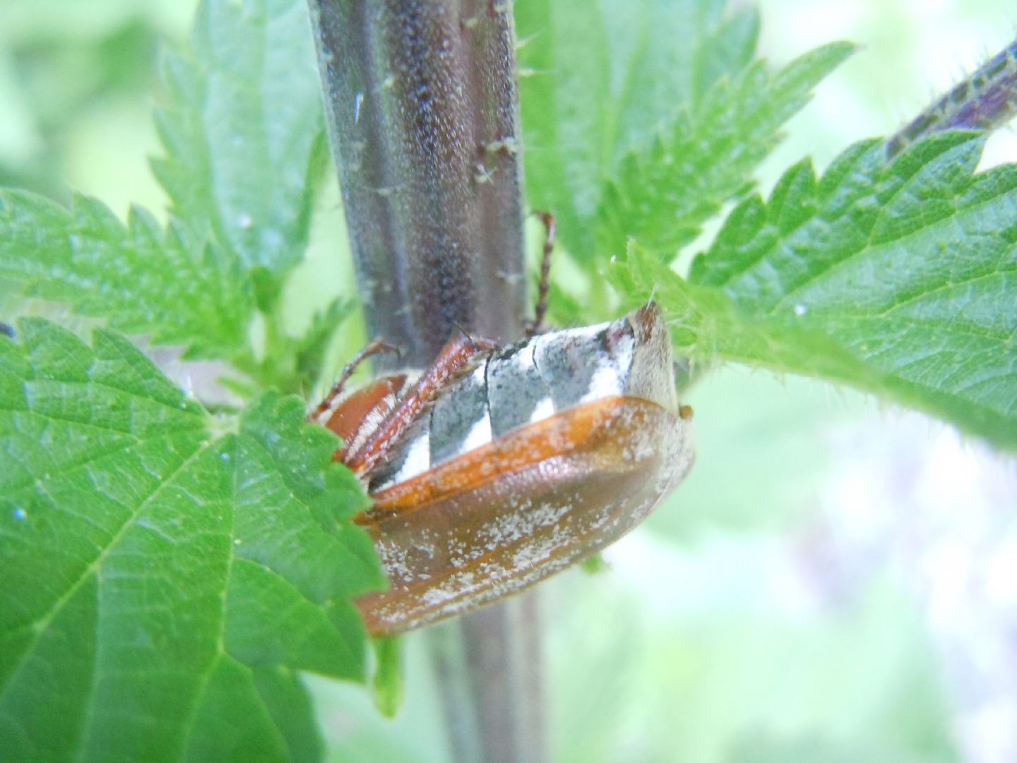 Melolonthidae: Melolontha pectoralis, femmina
